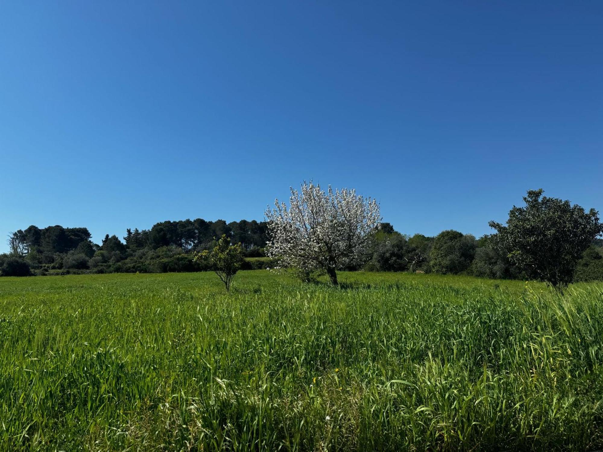 Trulli Del Sole Villa Martina Franca Bagian luar foto