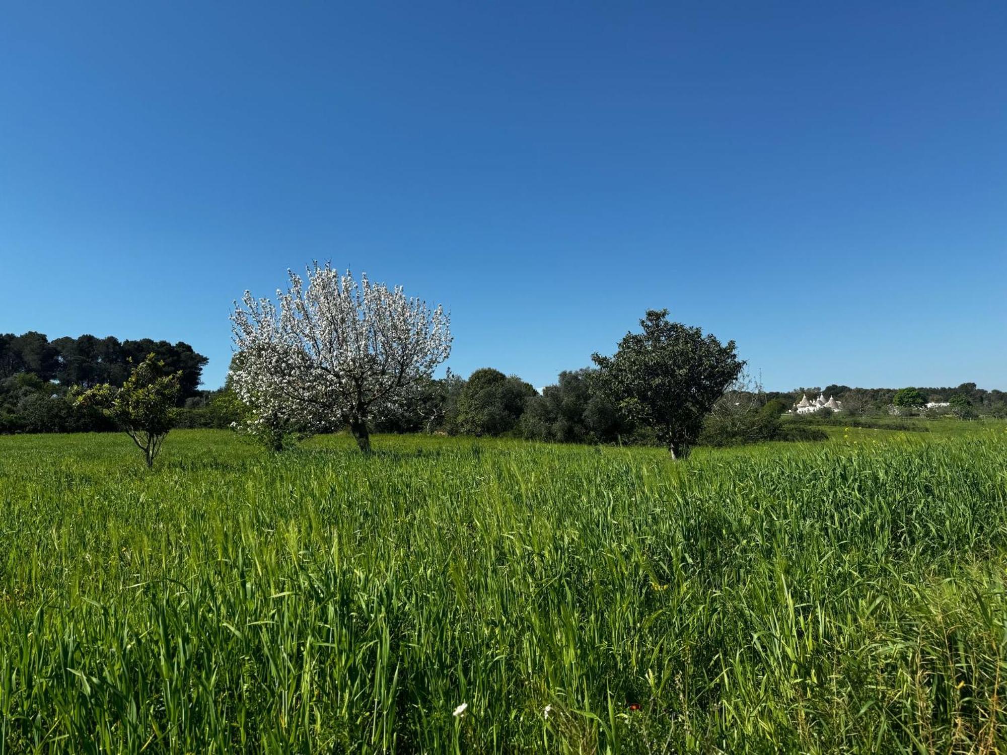 Trulli Del Sole Villa Martina Franca Bagian luar foto